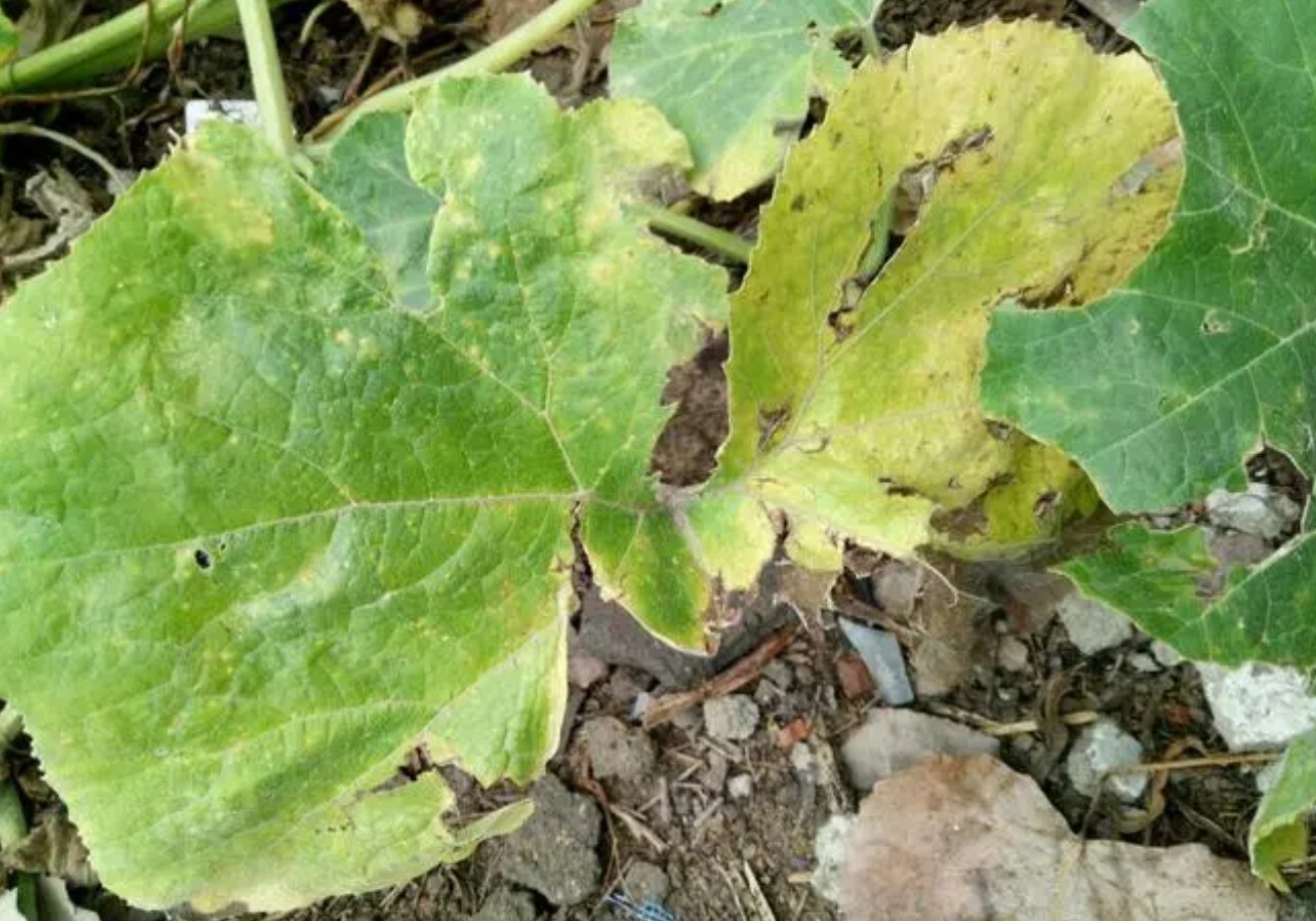 农业植物病理学的主要研究方向介绍!