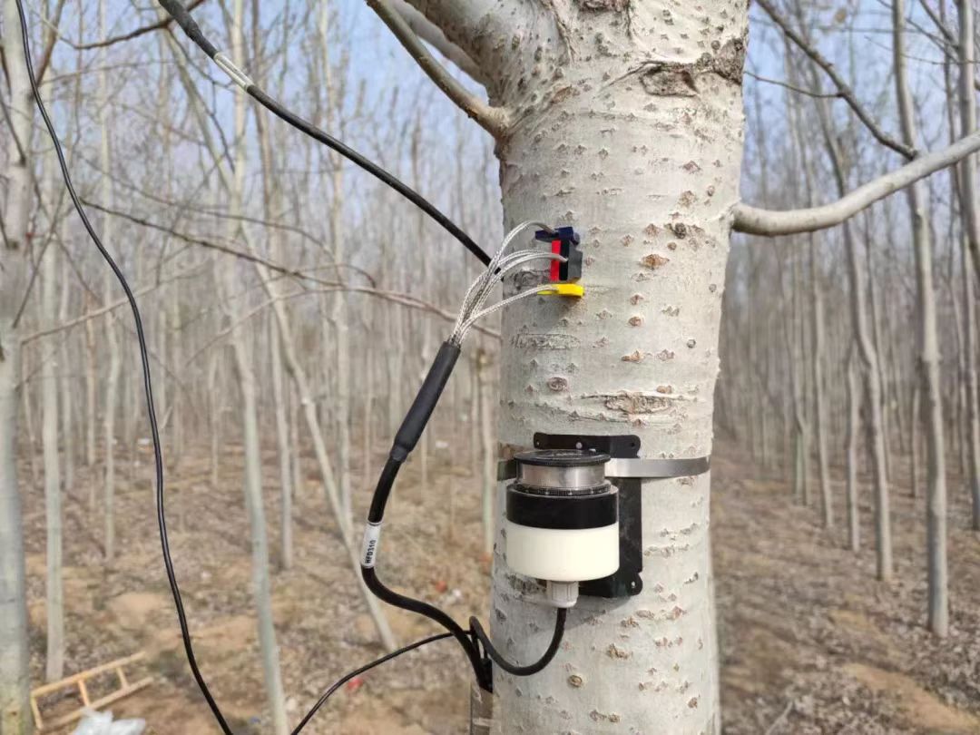 树木液流监测系统（热场变形法）