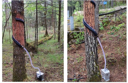 缠绕型树干截流监测系统